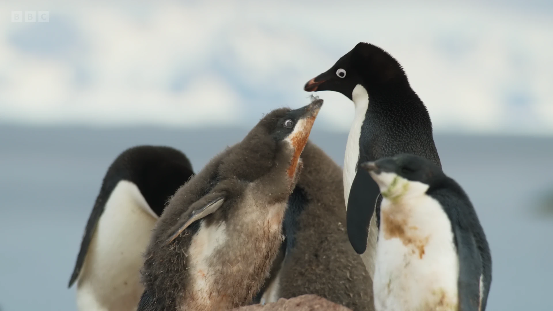 Animal screengrab from Frozen Planet II - Our Frozen Planet
